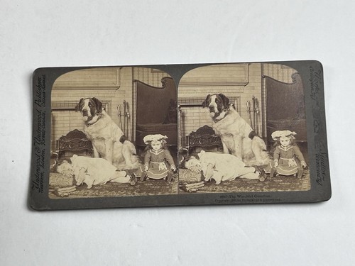 Stereoview photo saint bernard - saint,